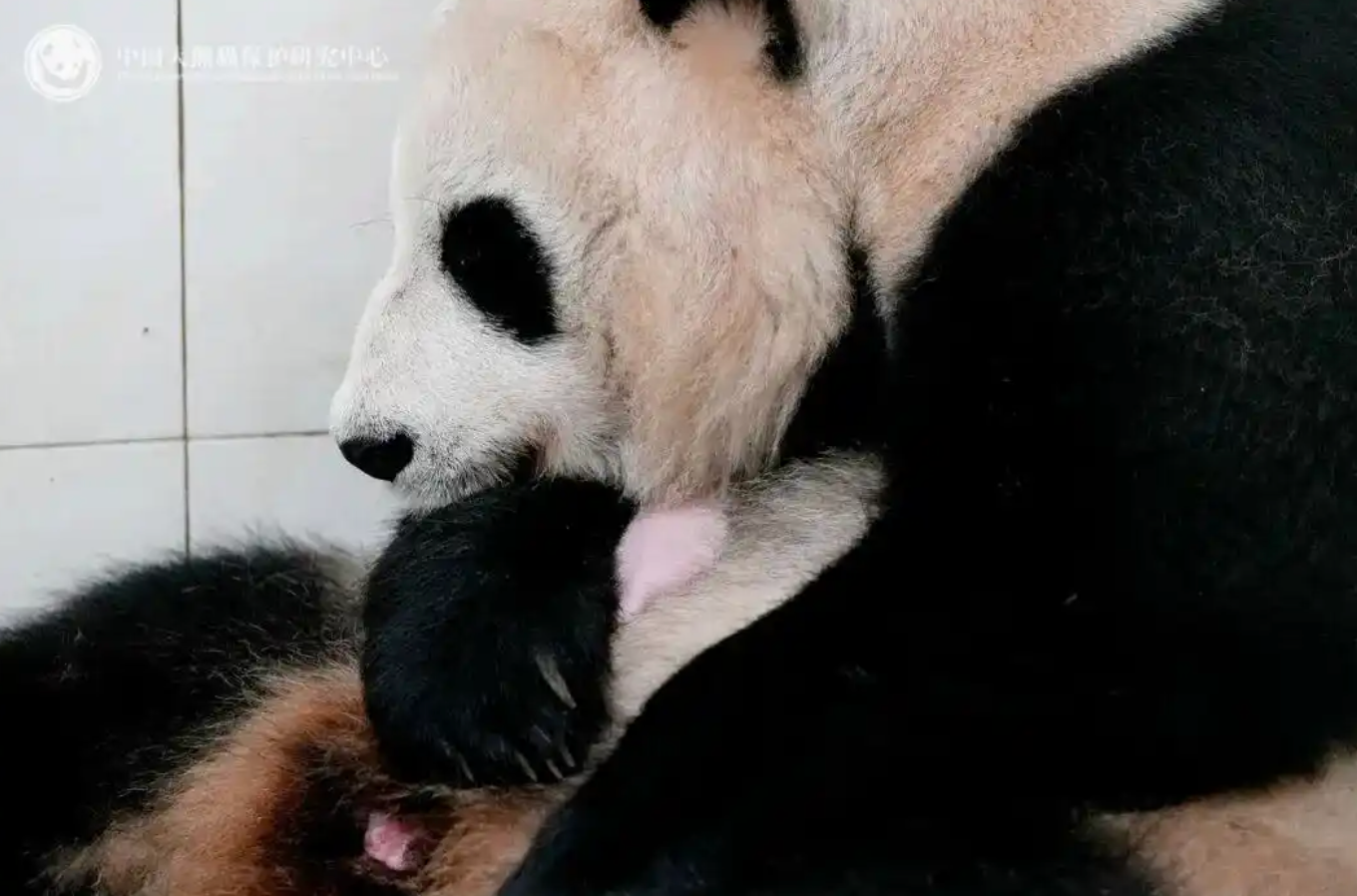 剑网
